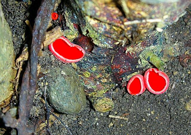 In collina dopo la nevicata (Sarcoscypha coccinea)